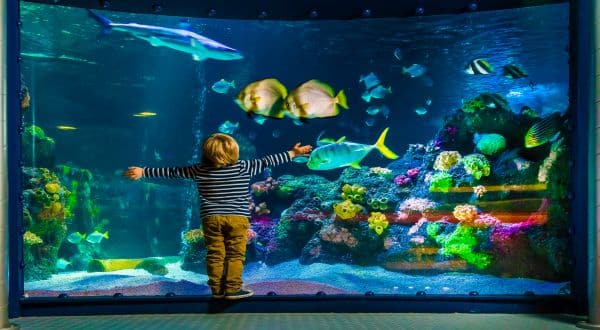Schmuckbild Sealife Junge vor Aquarium