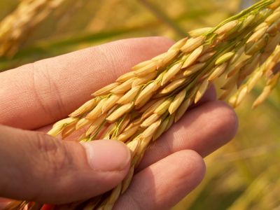 Schmuckbild Nachhaltigkeit Hand mit Weizen