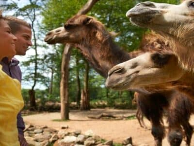 Kamele vor Päärchen in der ZOOM Erlebniswelt Gelsenkirchen