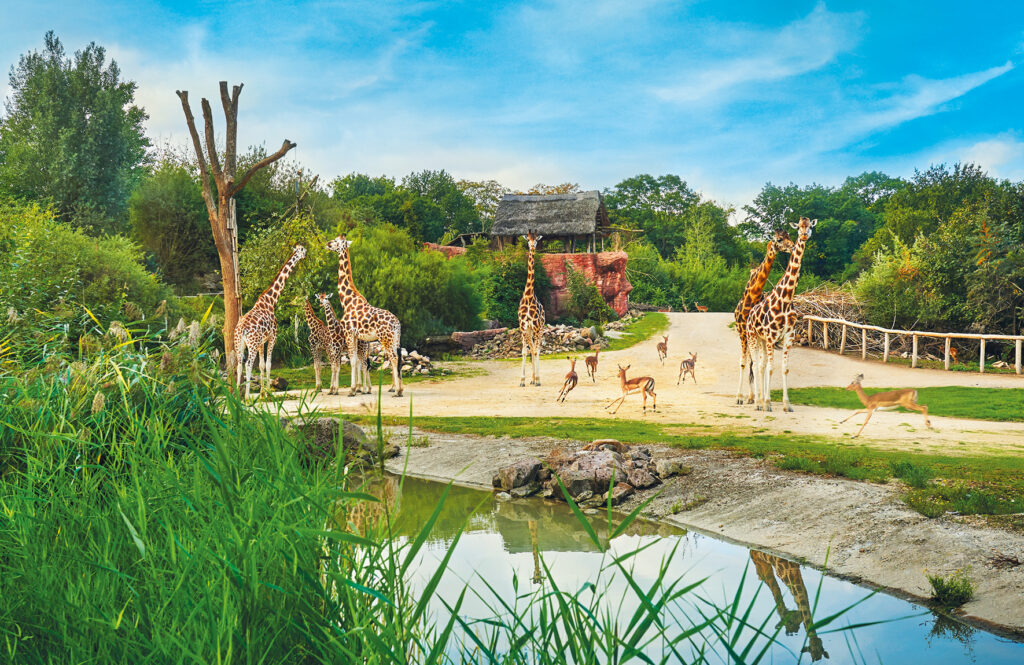 ZOOM Erlebniswelt Kontinent Ansicht Afrika mit Giraffen.